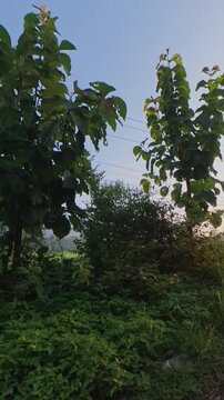 Scenic tropical rice field with a utility pole and power lines against misty mountains and soft morning light, capturing peaceful rural landscape and countryside scenery.