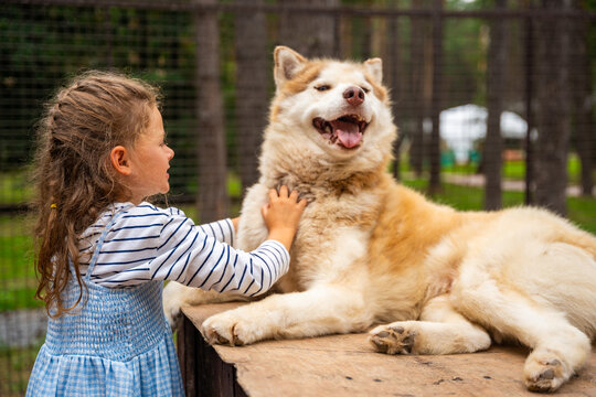 Young girl petting and hugging Siberian Husky dog outdoors. Child interaction with animal represents friendship, affection and emotional bond with pets