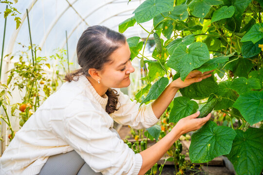 Woman picking cucumbers from plants in greenhouse garden. Harvesting homegrown vegetables represents food production and seasonal gardening