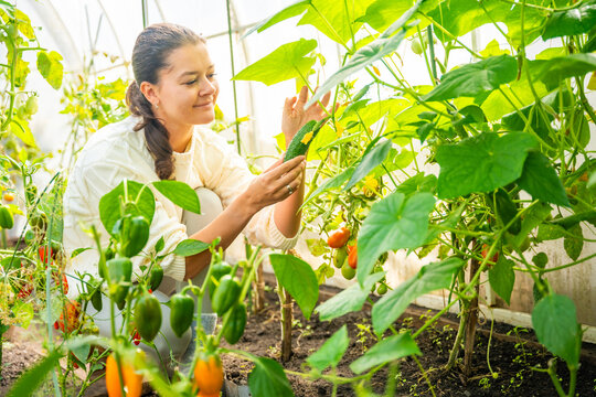 Millennial woman harvesting cucumber in home greenhouse. Growing her own food represents sustainable lifestyle, self sufficiency and modern return to home gardening