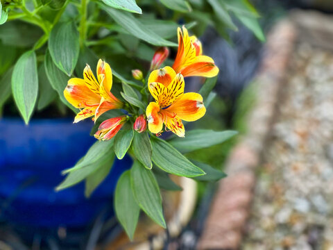 Vibrant Orange and Yellow Alstroemeria Flowers Blooming in a Garden Pot