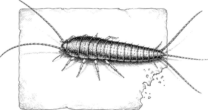 Silverfish Insect Vintage Black and White Scientific Illustration