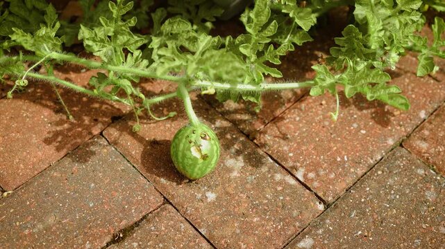 Small homegrown watermelon with bite marks and damaged rind resting on brick patio. Young fruit growing on green vine near garden paving. Backyard gardening, pest damage, immature watermelon and urban
