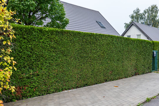 Tall Evergreen Hedge Along a Quiet Suburban Sidewalk