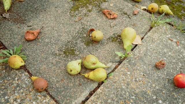 Scattered fallen pears and apple across cracked backyard paving with weeds, moss and decayed fruit remains. Mixed orchard fruit on outdoor garden path after seasonal drop. Natural harvest waste and