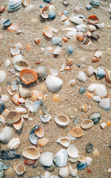 Bunte Muscheln am Strand von Egmont an Zee, Niederlande
