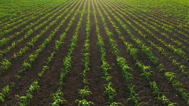 Young corn rows growing across fertile agricultural soil. Early season maize cultivation with uniform planting lines and healthy crop development. Precision agriculture and field crop management