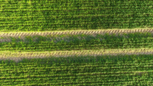 Top down view of wheat crops with parallel rows and wide tractor tracks crossing field horizontally. Spring grain plants growing evenly with structured spacing across farmland surface. Agriculture