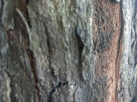 Close up bark of tree texture as natural background. Natural tree bark texture with organic wood pattern, rustic surface detail, abstract nature background, rough wooden structure