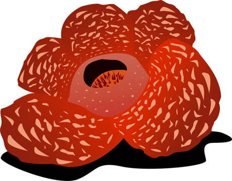 A vector illustration of a red Rafflesia arnoldii giant padma flower isolated on a white background.