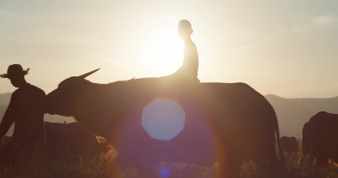 A farmer leads a water buffalo carrying a boy through rural fields, silhouetted against a golden sunset in the Thai countryside.