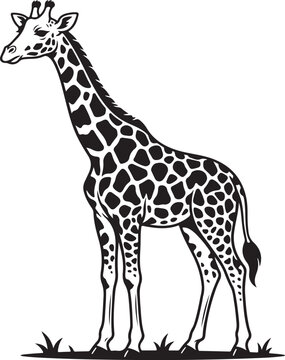 giraffe vector illustration