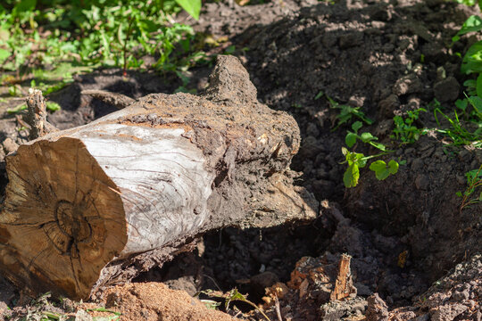 Uprooting or removing tree roots
