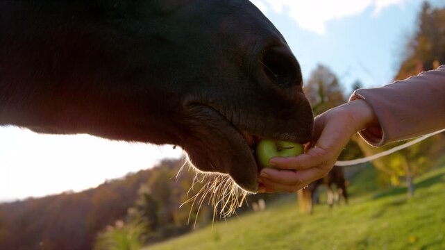LENS FLARE, CLOSE UP, DOF: Brown horse eats apple from hand in a sunny autumn pasture while another horse stands in the distance. Morning treat for a stallion and bonding between human and animal.
