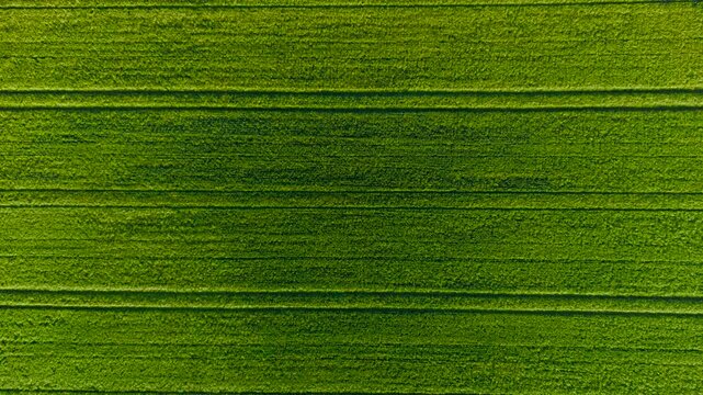 Agricultural Production monitoring cereal crop development across cultivated arable land. Healthy wheat plants growing under precision farming management with visible tractor tracks. Grain yield