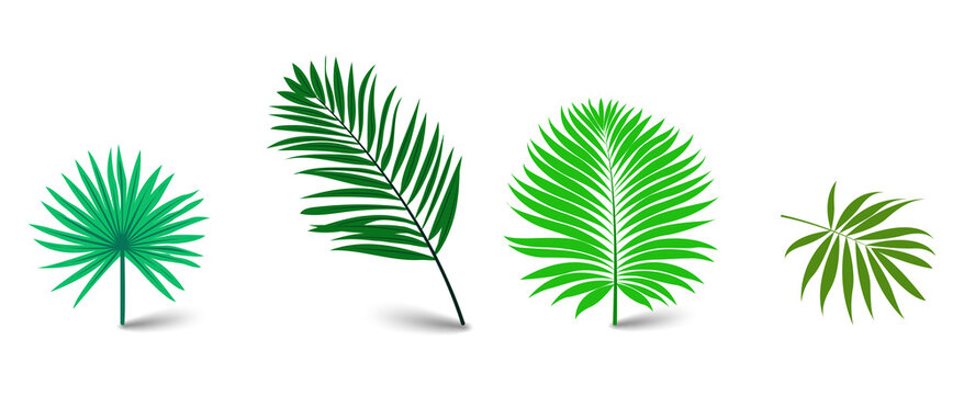 Tropical palm leaves illustration set for design projects on transparent background