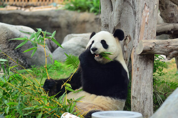 Panda bear in zoo. Hong Kong © Oleg Znamenskiy