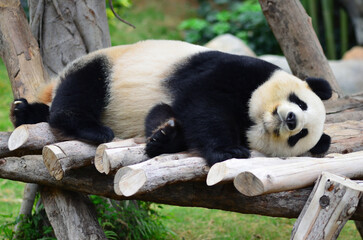 Panda bear in zoo. Hong Kong © Oleg Znamenskiy