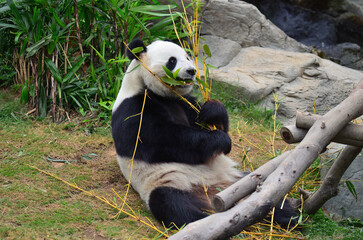 Panda bear in zoo. Hong Kong © Oleg Znamenskiy