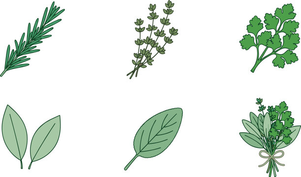 Hand drawn vector illustration set of fresh culinary herbs including rosemary thyme parsley bay leaves and sage isolated on white background