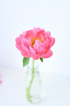 pink peony in vase