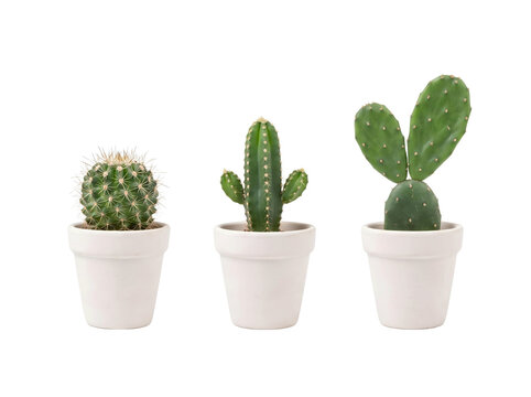 Three potted cacti in white pots ontransparent background PNG, one spherical, one columnar, one prickly pear, studio shot
