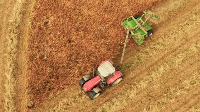 Forage harvesting tractor cutting mature meadow grass into neat windrows. Drone footage of hay production for livestock farming and seasonal field work. Rural agricultural landscape during summer