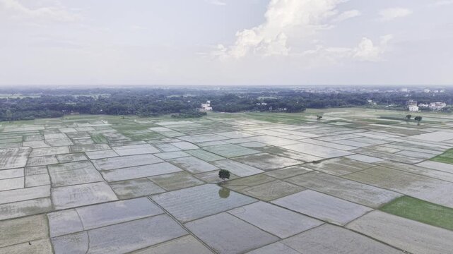 Aerial footage shows newly planted rice fields with young seedlings growing in prepared plots, shallow water, muddy soil, distant homes, trees and surrounding rural farmland under a cloudy sky.