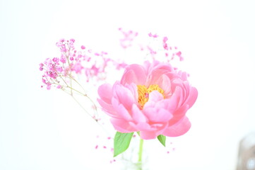 Obraz premium bouquet of pink peony and gypsophila blurred