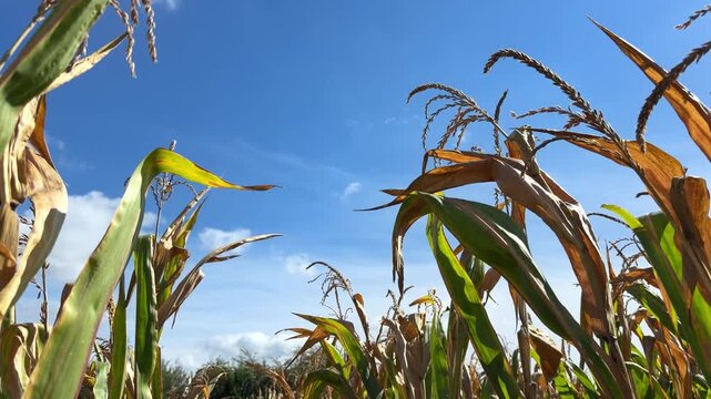 Golden ears of corn grow on the corn stalks in the field over the blue sky