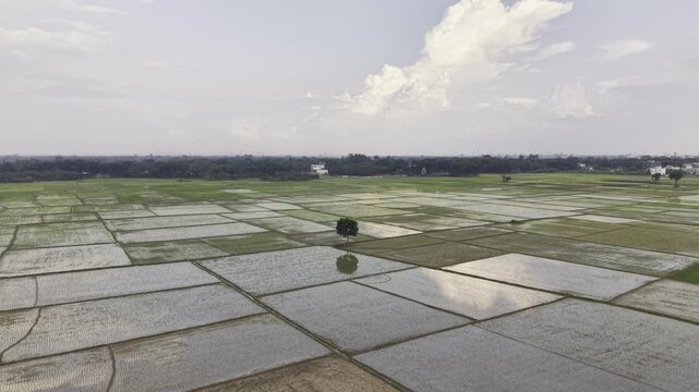 Drone footage moves backward over recently planted rice fields, revealing young rice seedlings in prepared plots with standing water, muddy soil, distant homes, and a rural greenery scene.