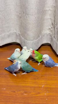 pair of parrots