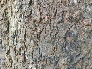 Fototapeta premium Extreme close-up of rough, deeply cracked brown tree bark. A highly detailed organic and natural wood texture for background designs