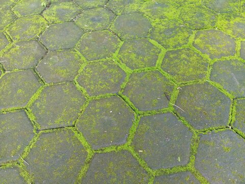 Angled top view of weathered hexagonal concrete pavers outlined by vibrant green moss in the crevices. A textured urban nature background