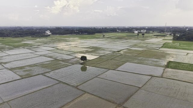 Orbiting aerial footage reveals newly planted rice fields with young seedlings, shallow water, muddy plots, distant homes, and trees across the rural agricultural landscape below.