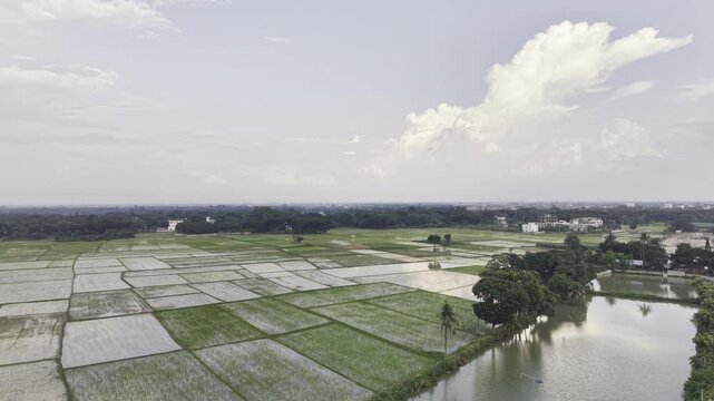 Drone footage orbits over recently planted rice fields, showing young rice seedlings in prepared plots with standing water, muddy soil, distant homes, and rural greenery below.