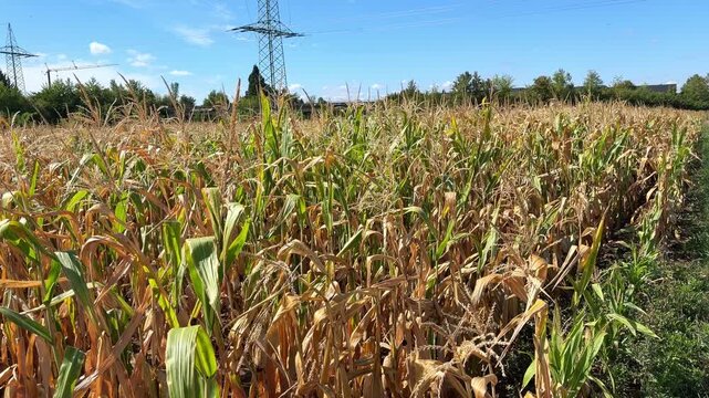 Corn field shortly before harvest, with straight rows of ripe corn stalks growing across agricultural land. Corn cultivation, agricultural production, seasonal farming and food production