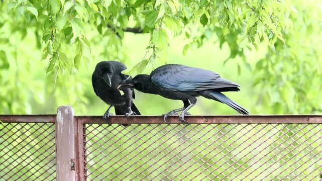 Close up of two wild black crows interacting and holding a green leaf while perched on a rusty metal fence against blurred green foliage