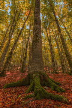 View of a large mossy beech tree trunk with exposed roots in the Forca d'Acero forest, surrounded by vibrant autumn foliage and fallen leaves in San Donato Val di Comino, Lazio, Italy.