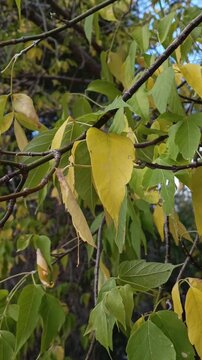 Yellow maple leaves on tree branches during autumn, symbolizing falling leaves, windy weather, colder temperatures and the natural change of seasons.