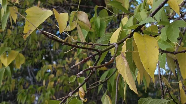 Close up of yellowing maple foliage swaying in the wind, illustrating autumn weather, cooling temperatures, seasonal transition and the approaching cold season.