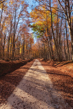 View of a dirt road winding through a dense forest with vibrant orange and golden autumn leaves in Ceppo, Abruzzo, Italy.