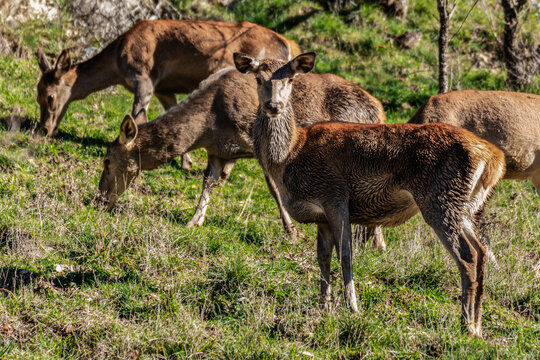 View of a group of red deer grazing in a grassy meadow in the natural landscape of Villetta Barrea, Abruzzo, Italy.