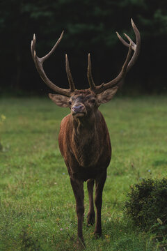 View of a majestic red deer stag with large antlers standing in a lush green meadow in Villetta Barrea, Abruzzo, Italy.