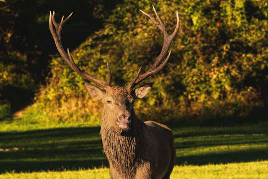 View of a majestic red deer stag with large antlers standing in a sunlit meadow in Villetta Barrea, Abruzzo, Italy.