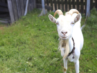 Obraz premium White horned goat with a long beard standing on green grass in a rural outdoor setting.