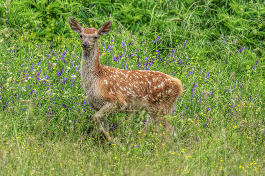 View of a young deer standing in a field of lush green grass and purple wildflowers in Villetta Barrea, Abruzzo, Italy.