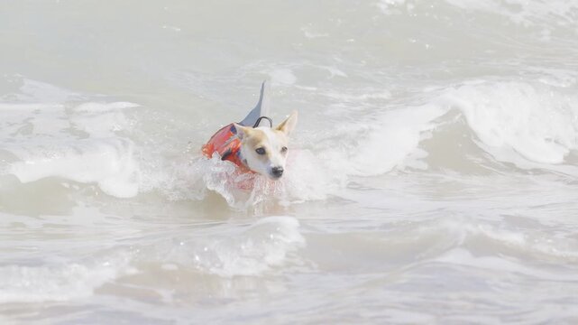 Mini Jack Russel Terrier with a shark life vest in the waves
