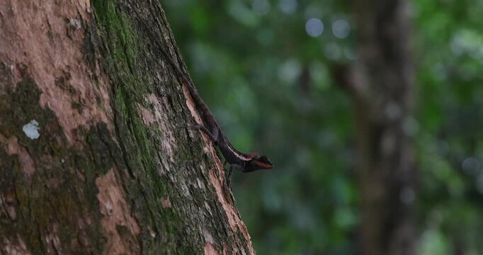 Oriental garden lizard clinging to mossy tree trunk in tropical forest. Wildlife biodiversity and exotic reptile nature documentary.