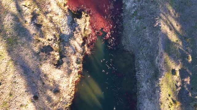 Aerial Top Down View of Red Algae on Creek Water